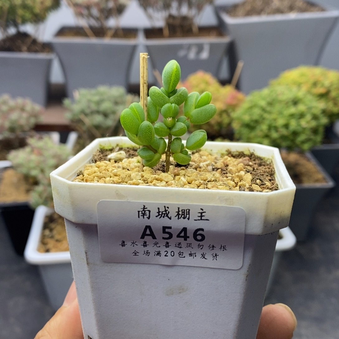 546元宝枝干番杏
