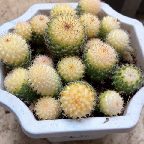 余温锦超人气25米仙人球