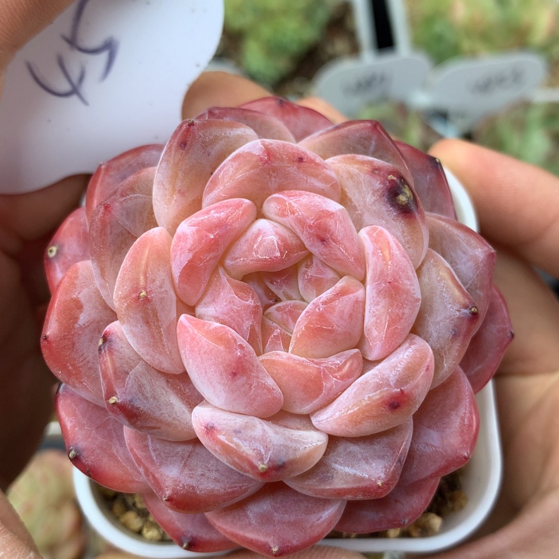 粉透冰魄单头45多肉