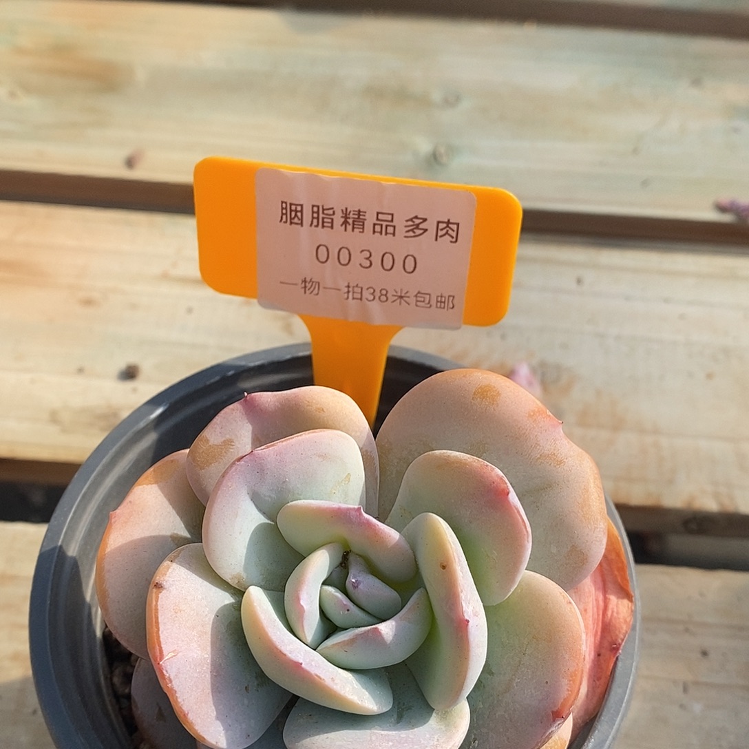 00300波兰人呢哦璐璐