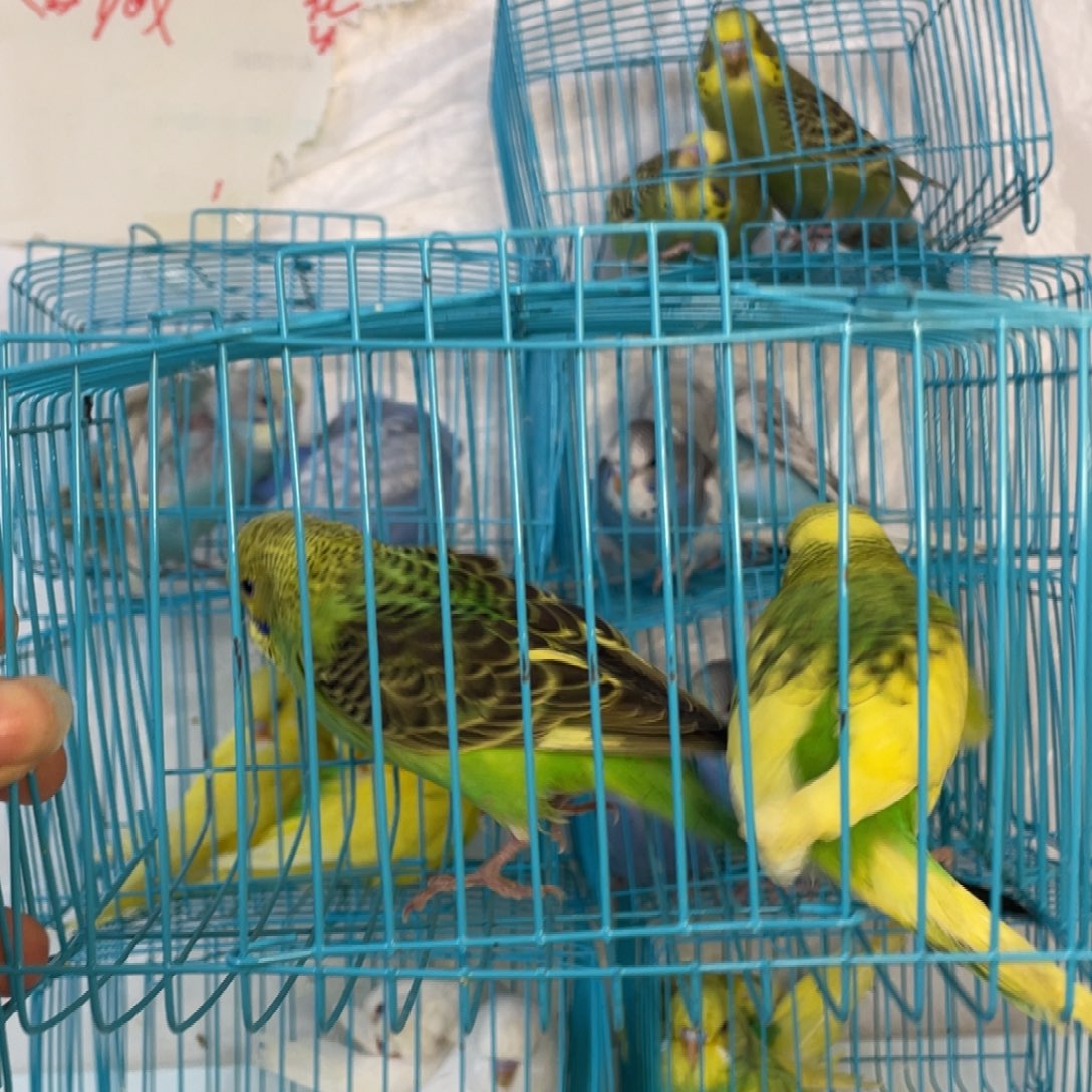 虎皮鹦鹉可爱聪明