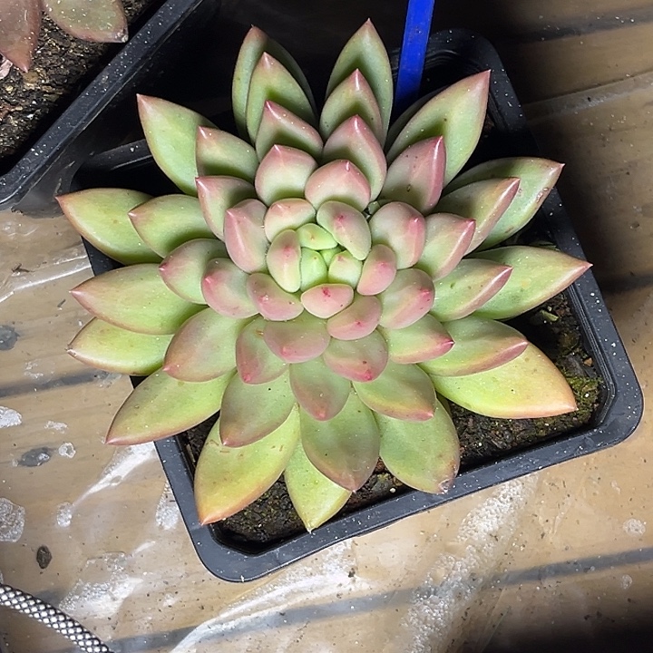 多肉植物米其林134