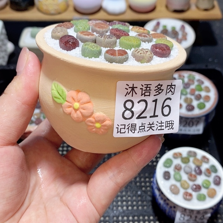 双***楼带盆土植物 精美盆栽8216
