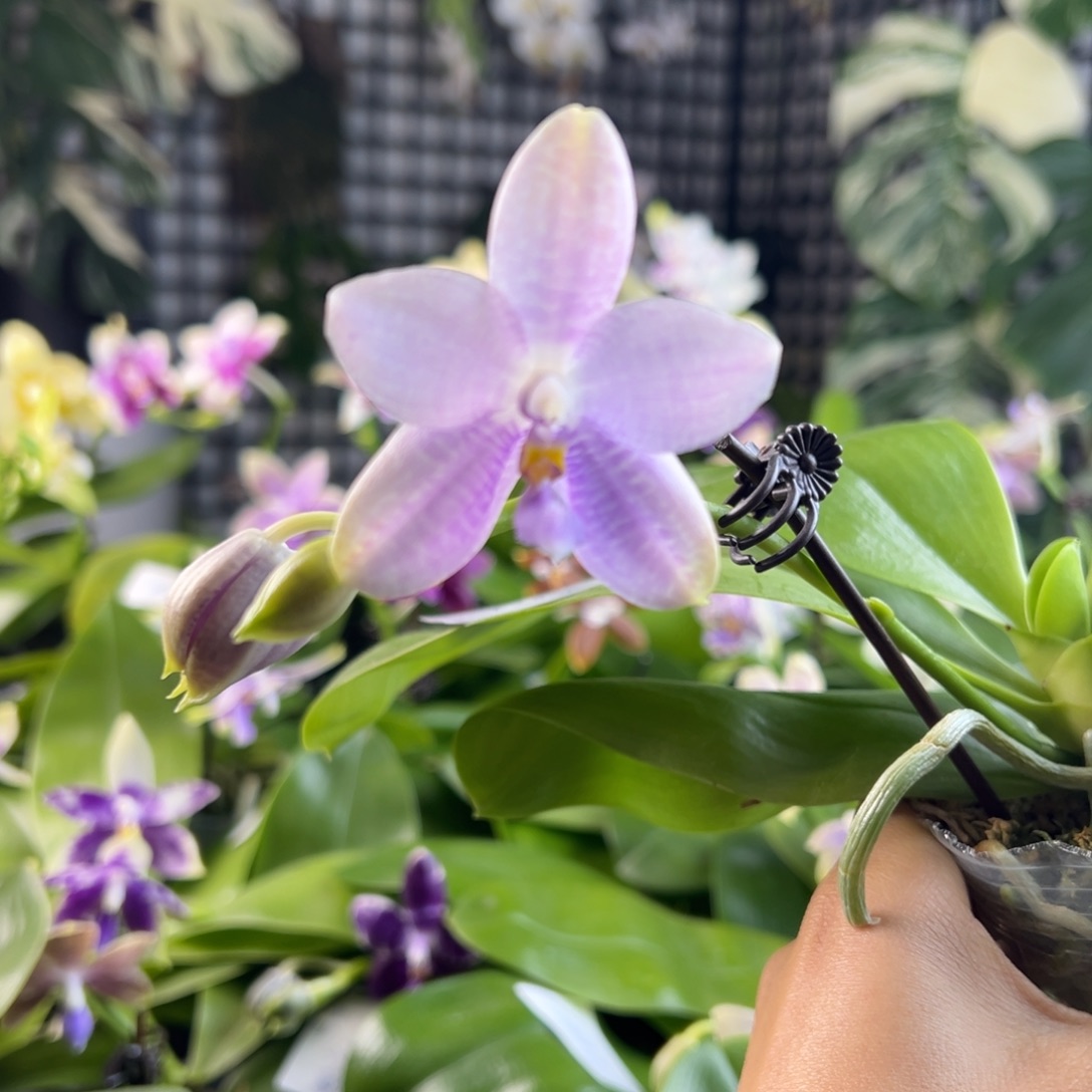 完全开放A059，二十专拍