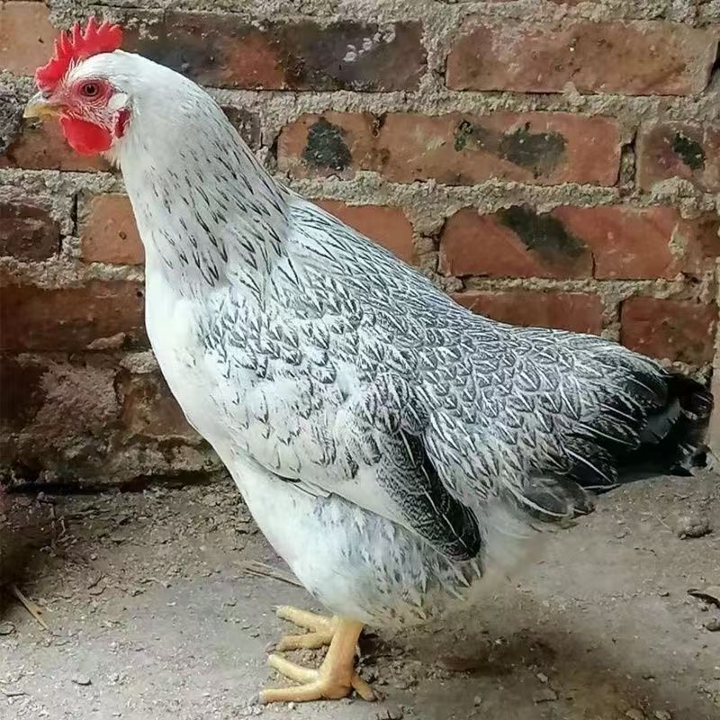 白芦花整鸡肉质鲜美到手10只