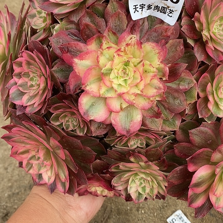 多肉植物火龙果625多肉