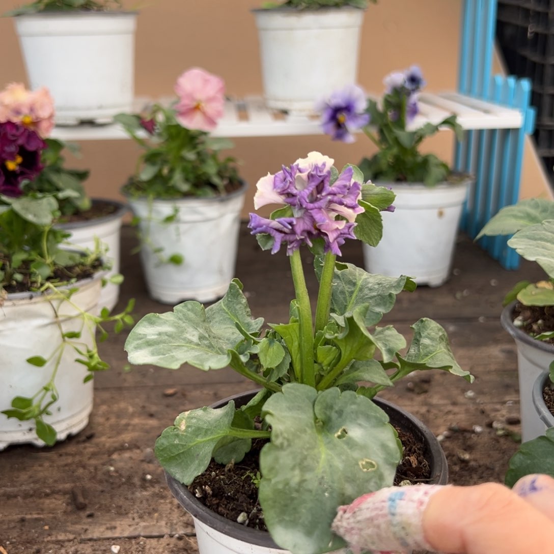 【闪购商品】完全开放270号