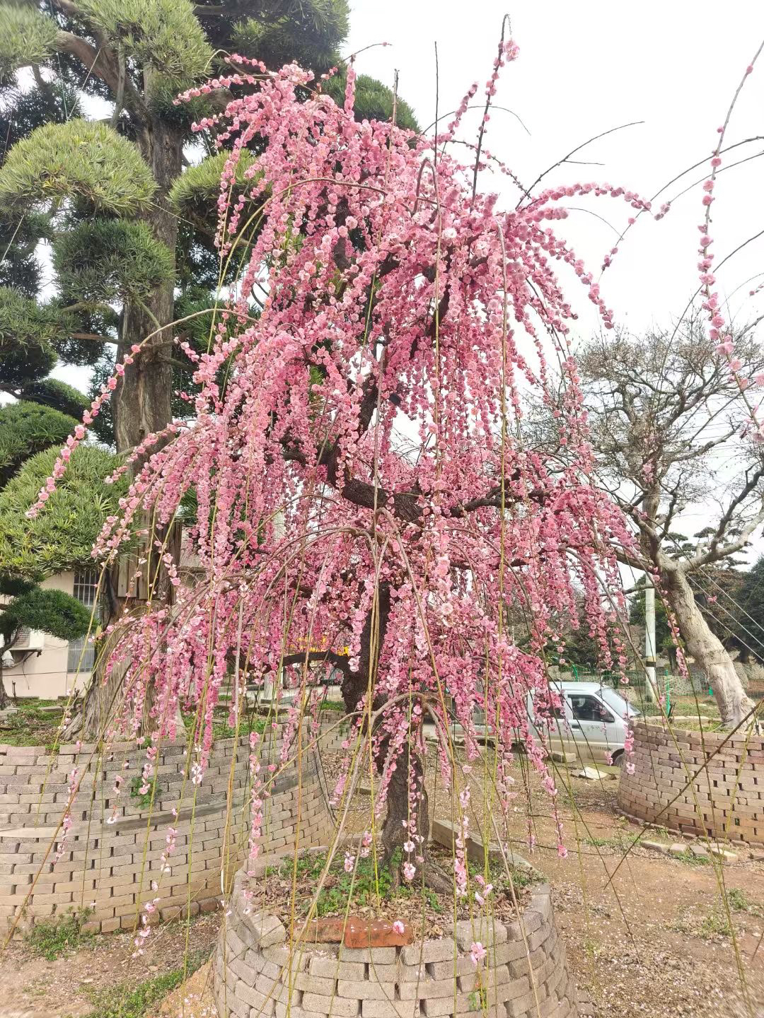 红梅造型树，别墅庭院 基地直发
