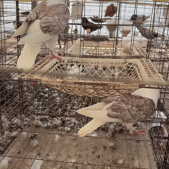 肉鸽乳鸽一对中国大陆包装