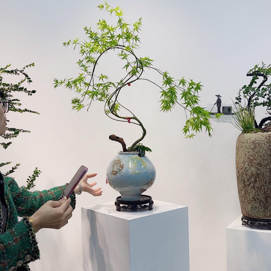 高端绿植一物一拍