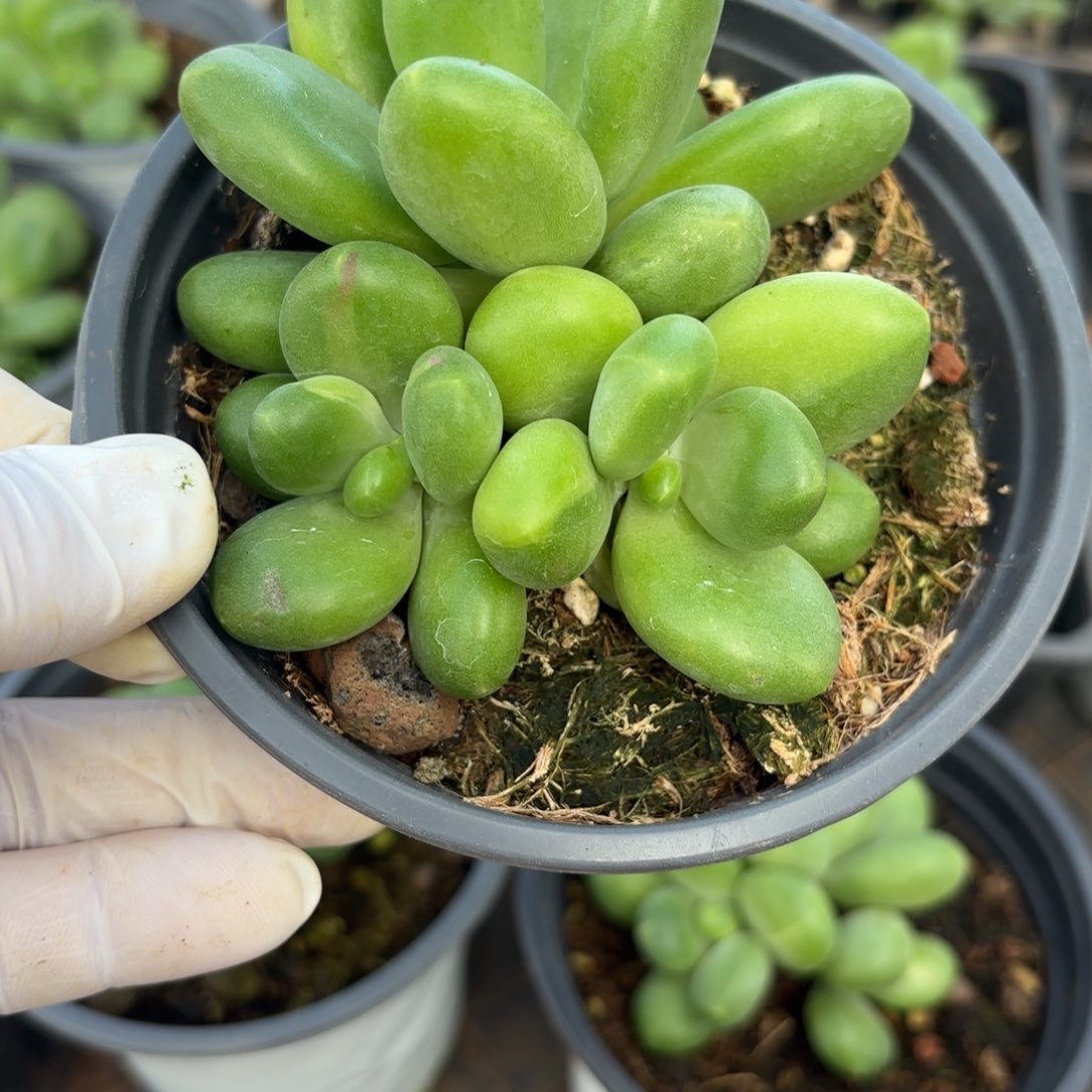 喧***9月21号多肉植物芒果奶锦喧