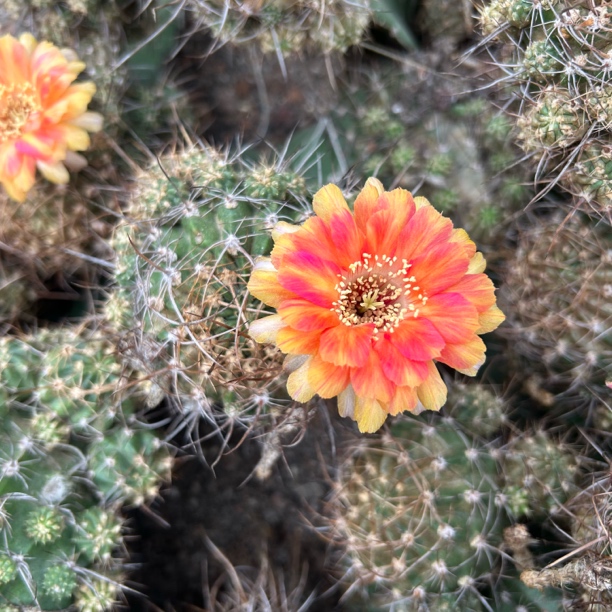 天生狂野带柱子 仙人球夏型种绿植盆栽桌面阳台