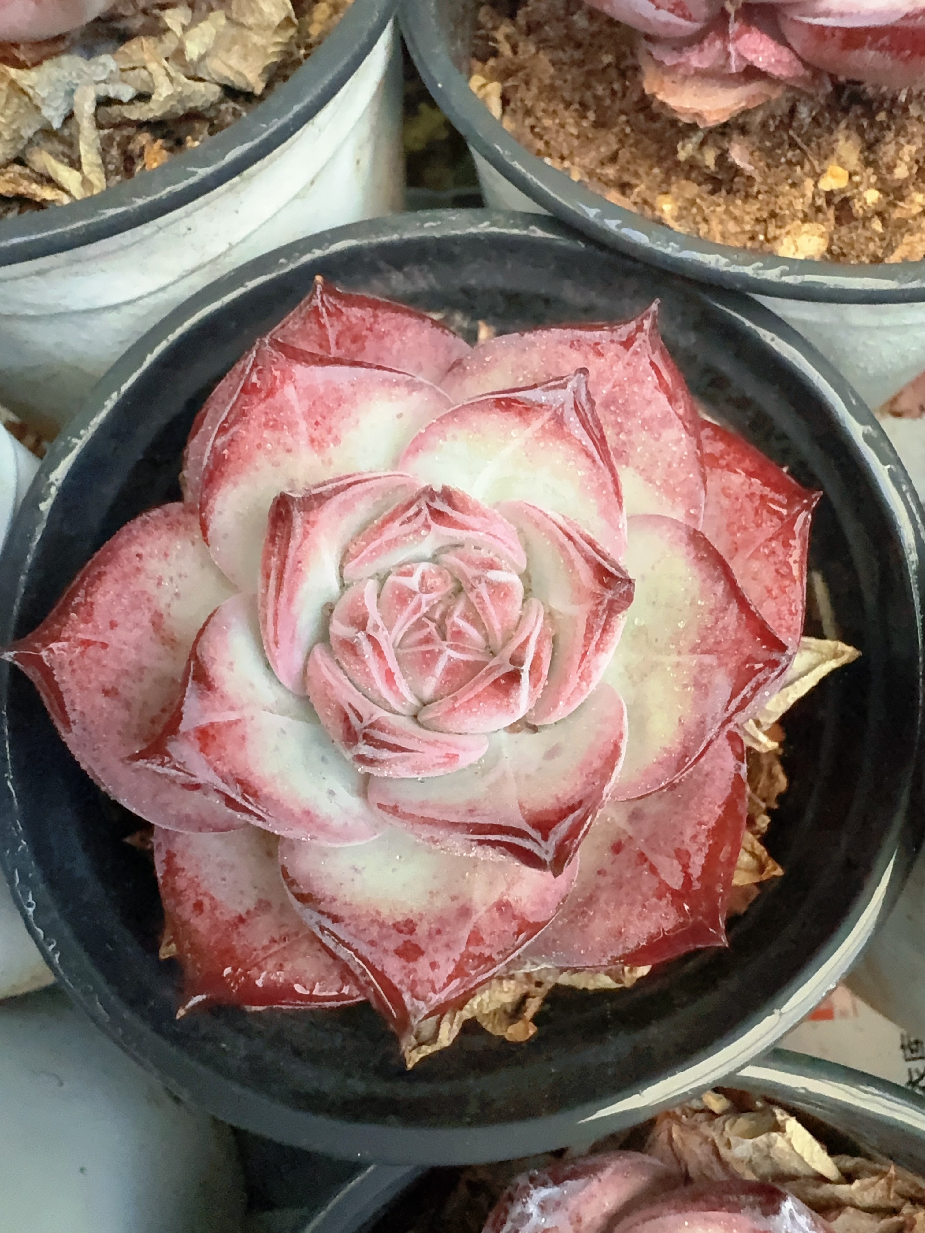 80#红拉糖单头（4-6cm）脱土