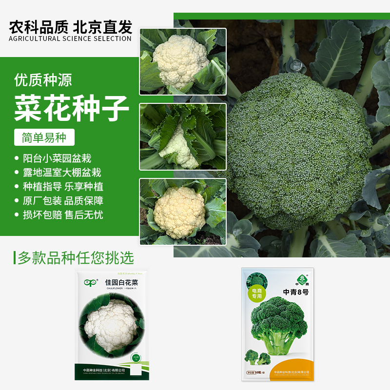 【农科院中蔬】白菜花种子秋播蔬菜种子阳台盆栽露地种植简单易种