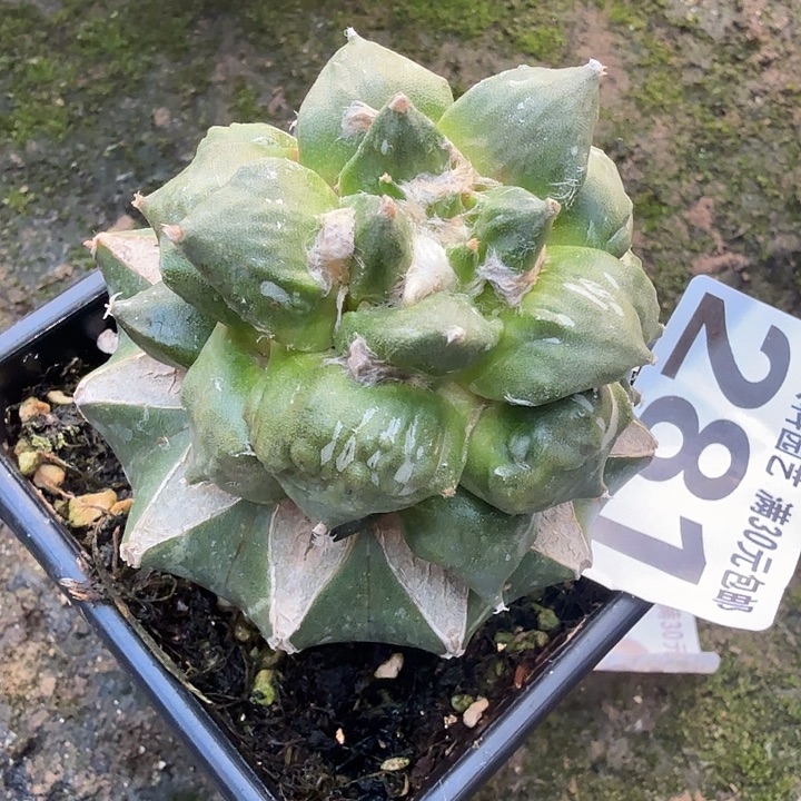 无花朵281龙牙怒涛牡丹东八