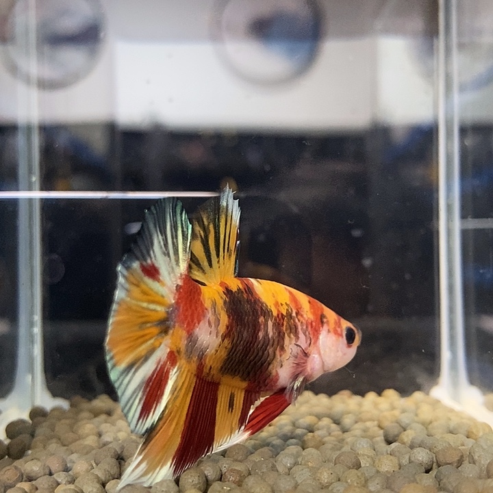 斗鱼黑246号巨斗将军