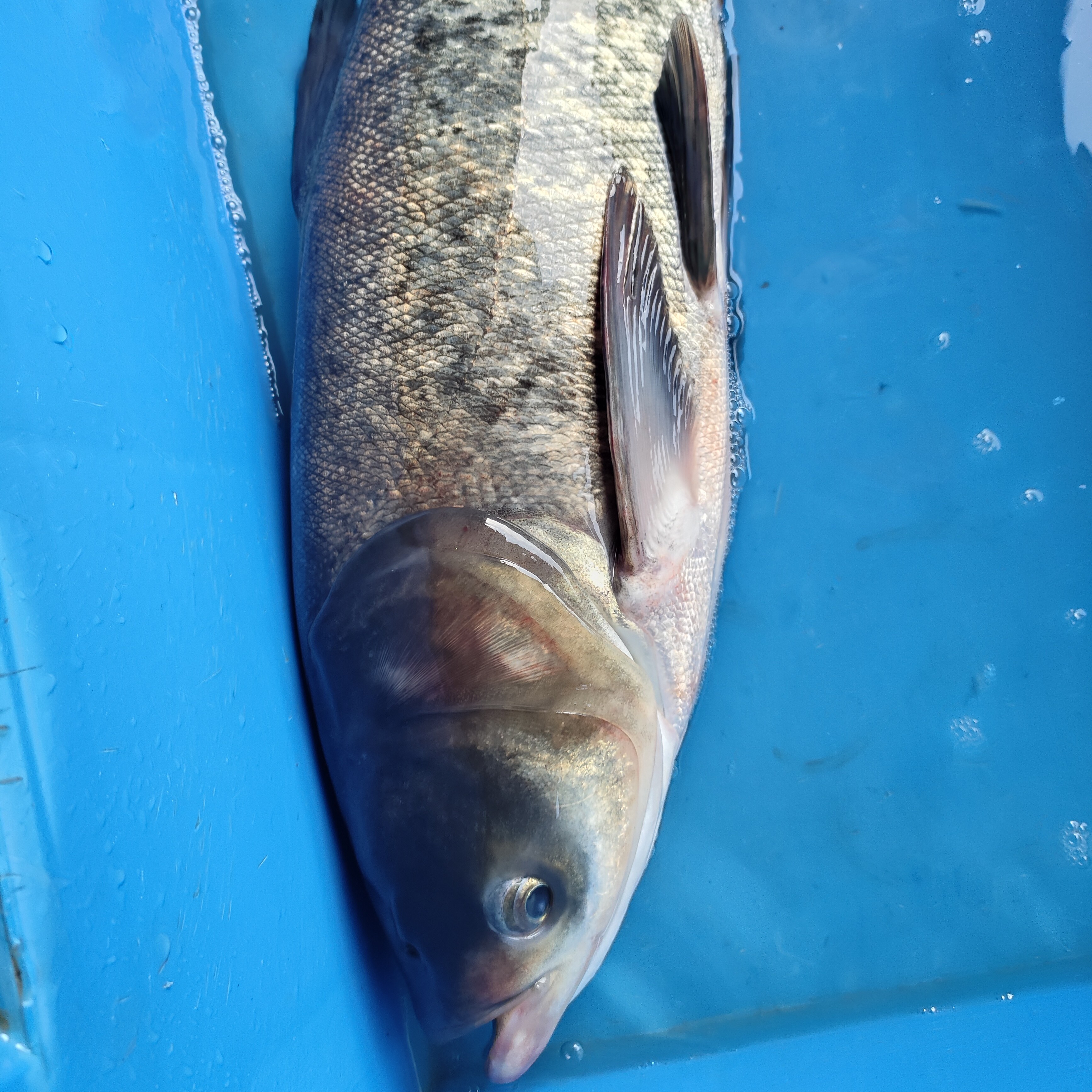 活鱼现杀，6斤清水大头鱼