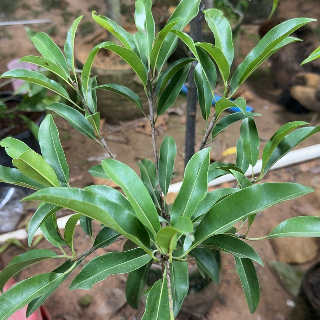 吉***照当前无花栽培后可以开花墨西哥