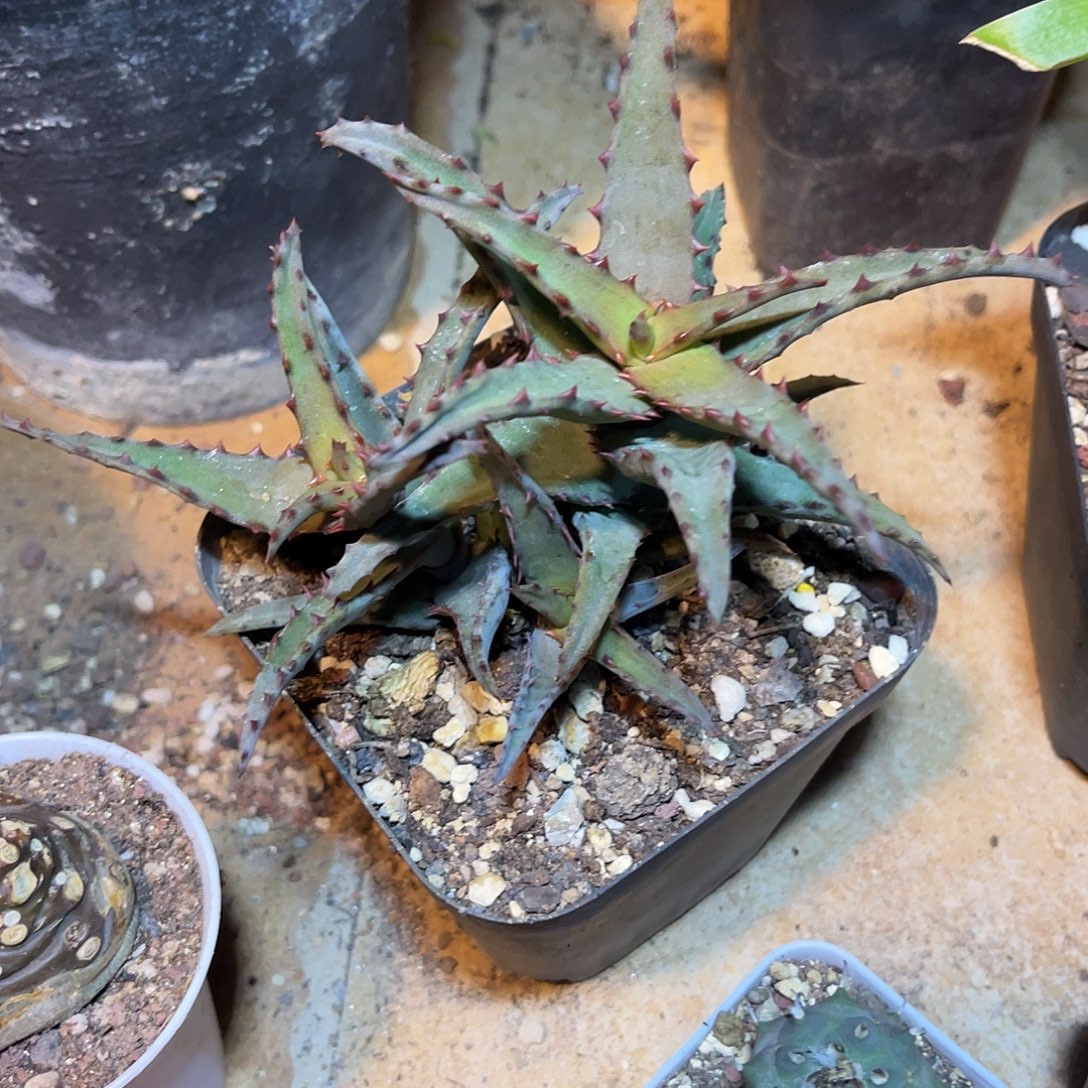 卡萨帝芦荟一物一拍