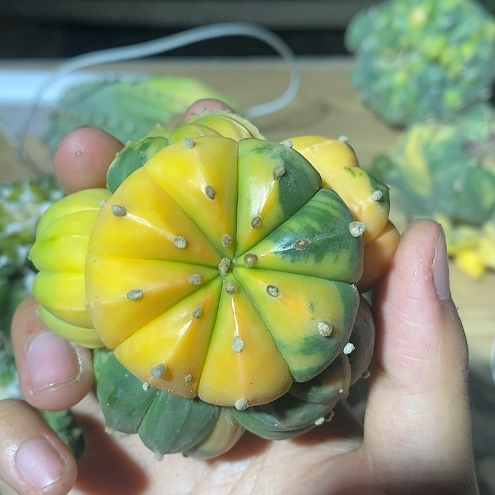 苗落无根南瓜兜锦群