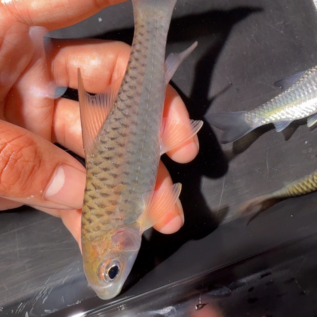 海水鱼黄鳍彩虹  吉罗鱼