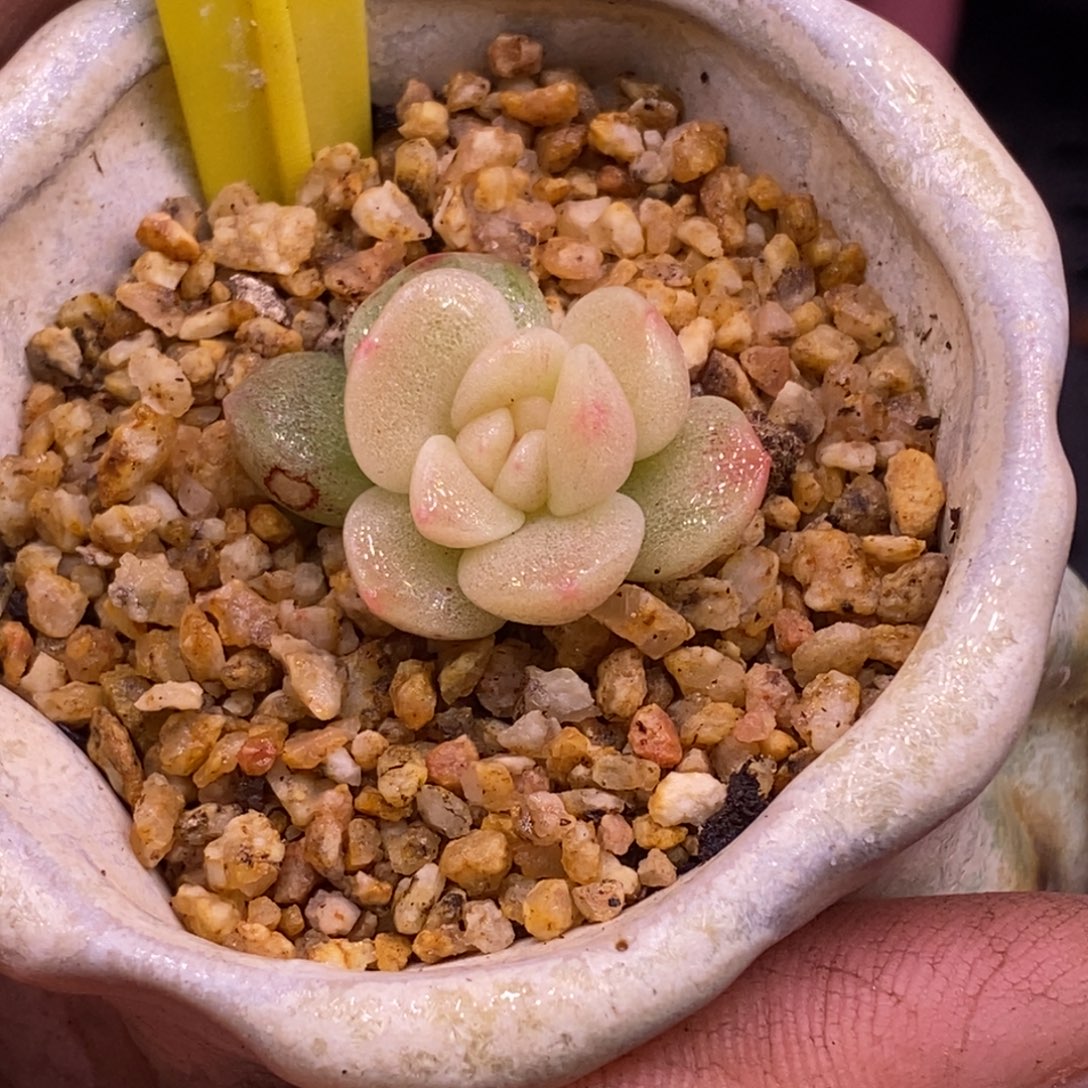 浠***贝1186冰玉白锦多肉……