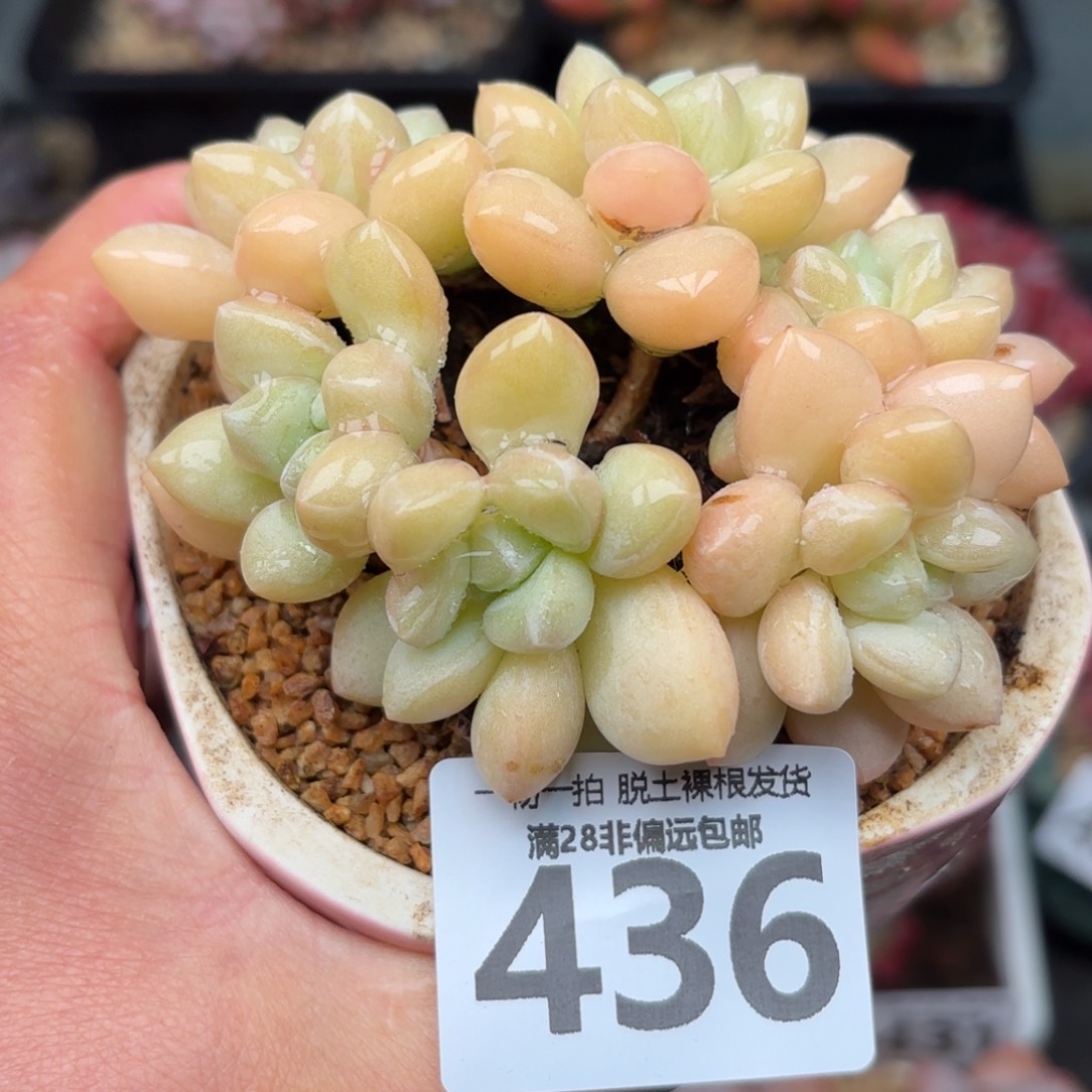 泡泡糖整群无盆土发货