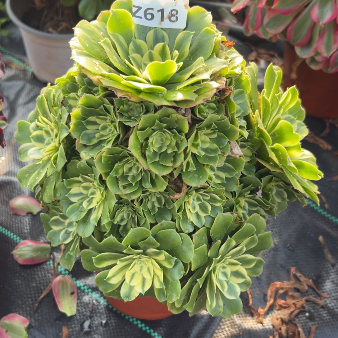 618新尼亚，满20包邮嘟叮熊