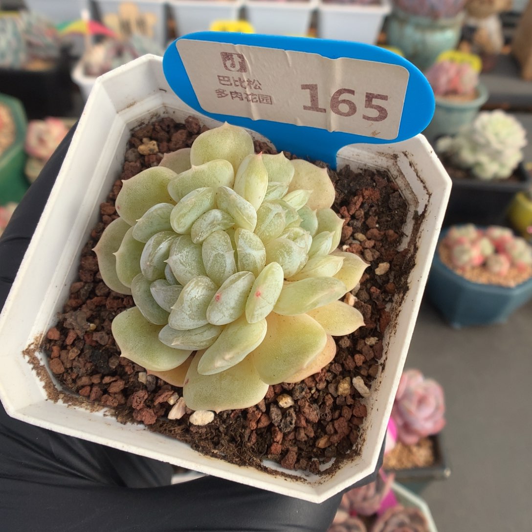 165 白色恋人缀多肉多肉