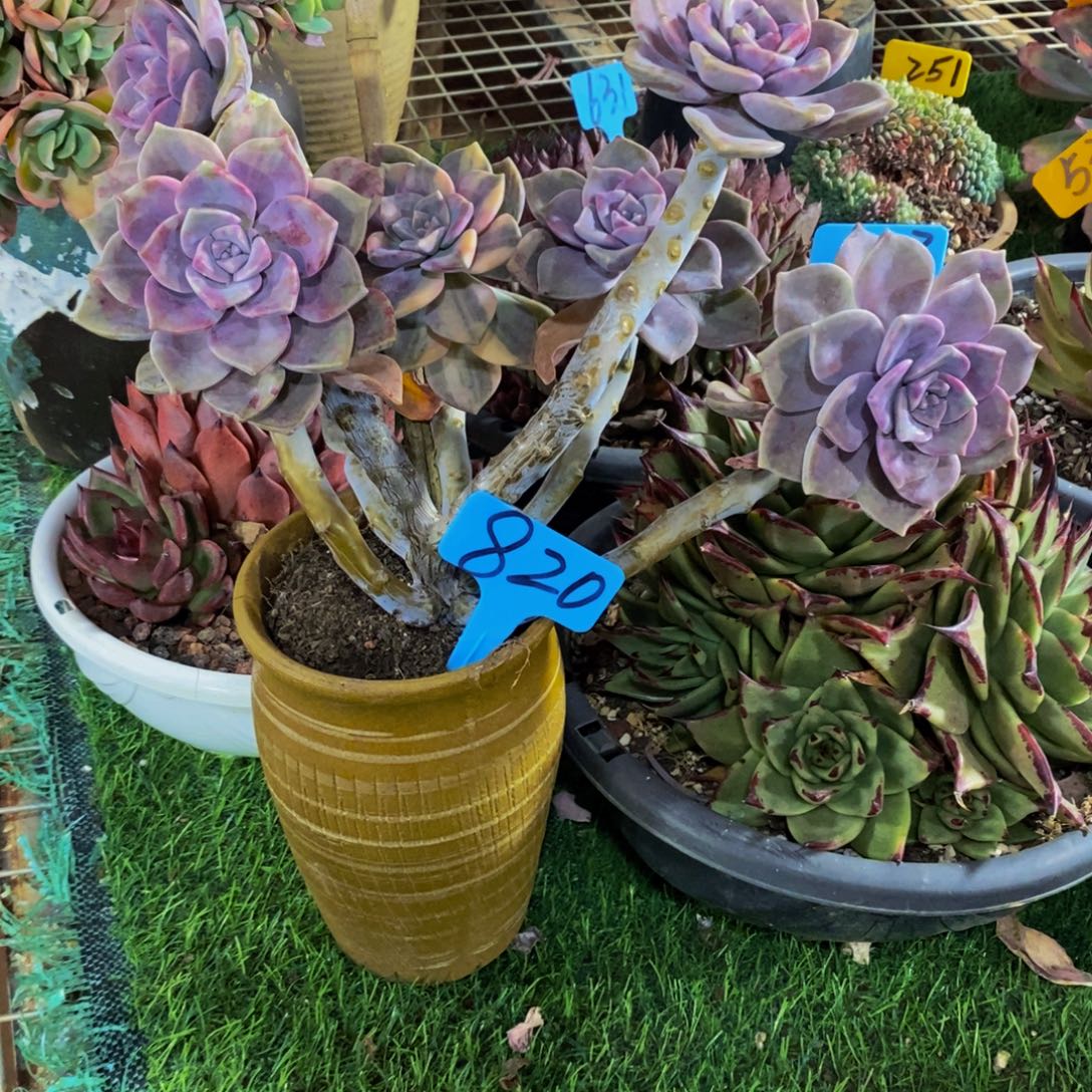 假***…紫乐820。          