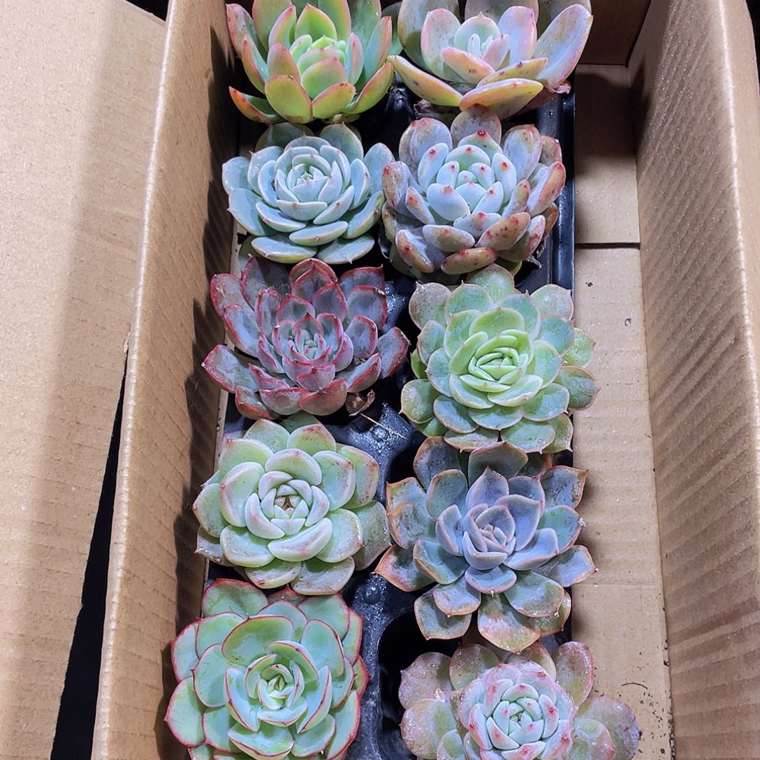 10颗-1号约4-6厘米