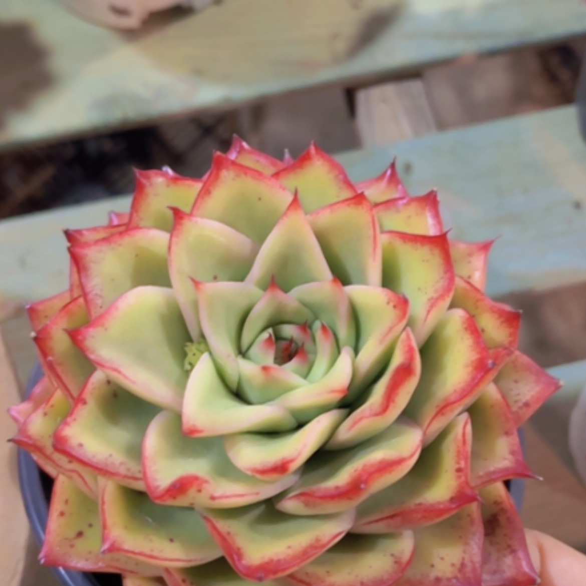 【闪购商品】东云杂20339