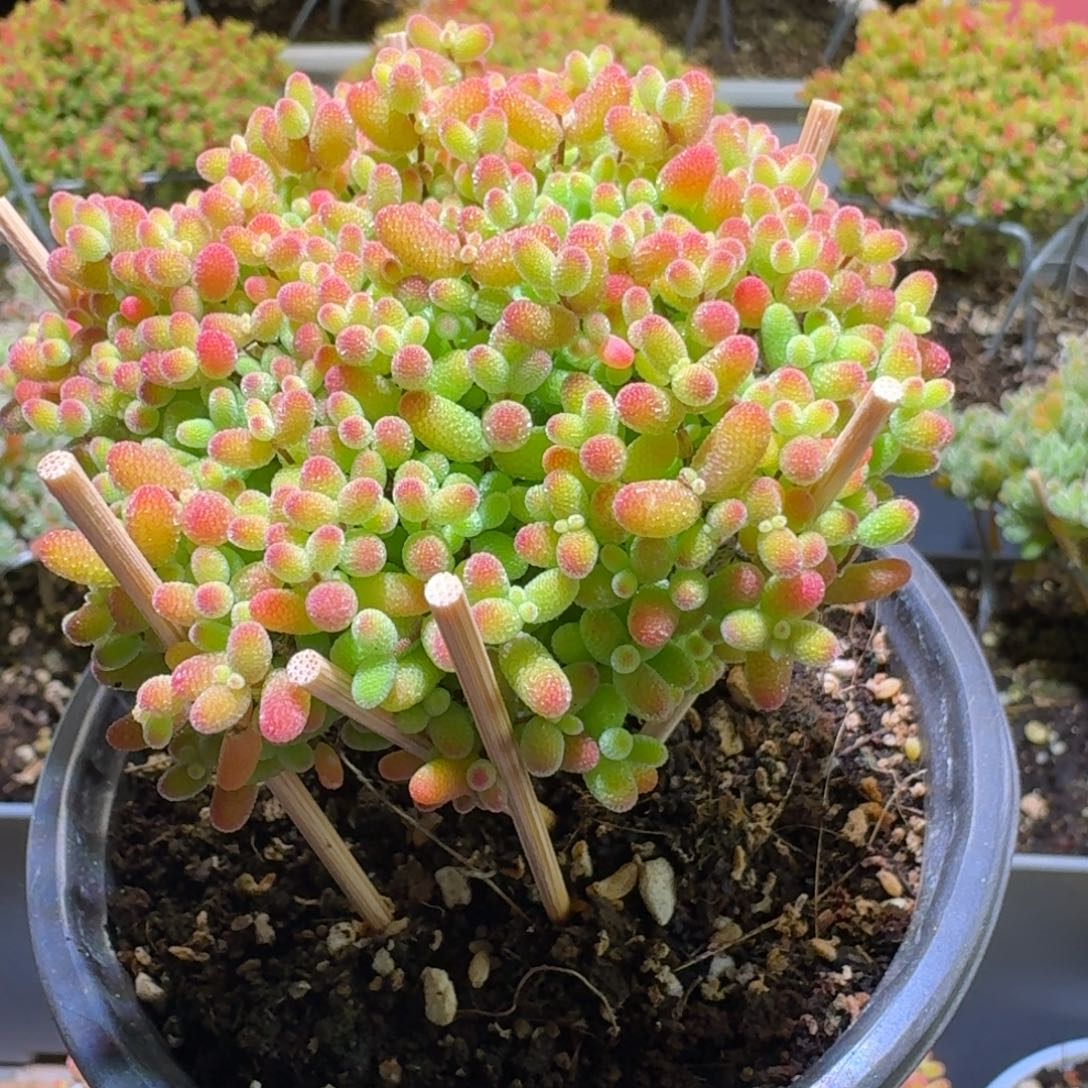 蜜橘糖球枝干番杏320