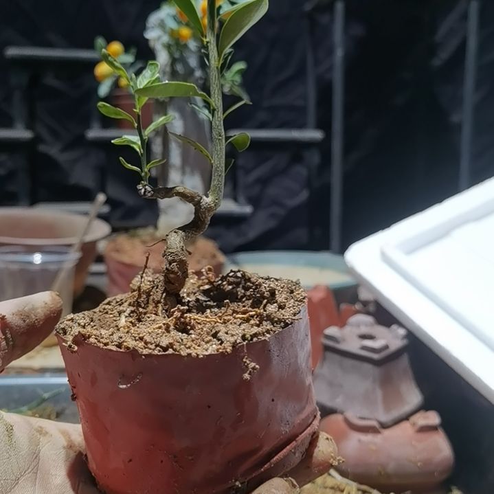 完全开放金豆小橘子绿植