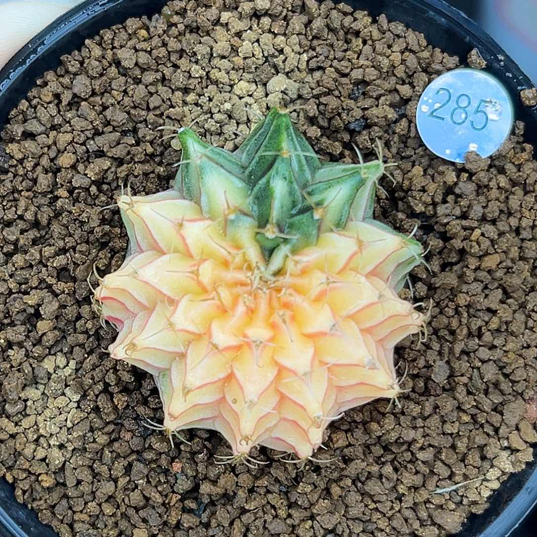 285  带盆土发货