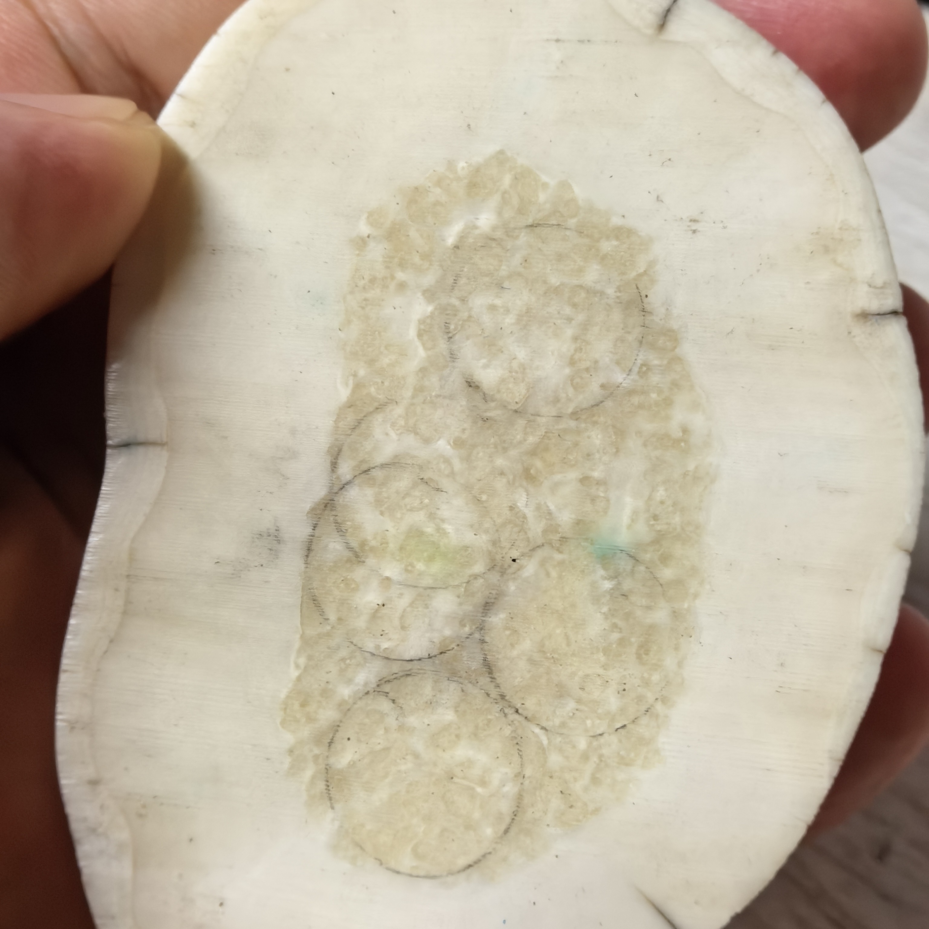 猛犸秋秋切片饼子专拍链接