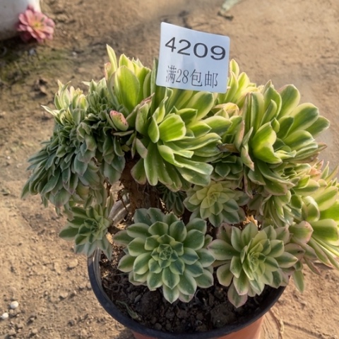 金丝翡翠多肉多肉4209