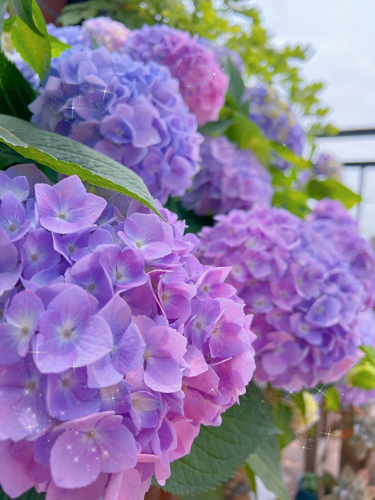 【炫彩无尽夏】2加仑露天大花绣球露天盆栽易养护绣球阳台庭院花卉