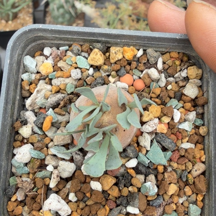 格加厚墩菊337仙人球