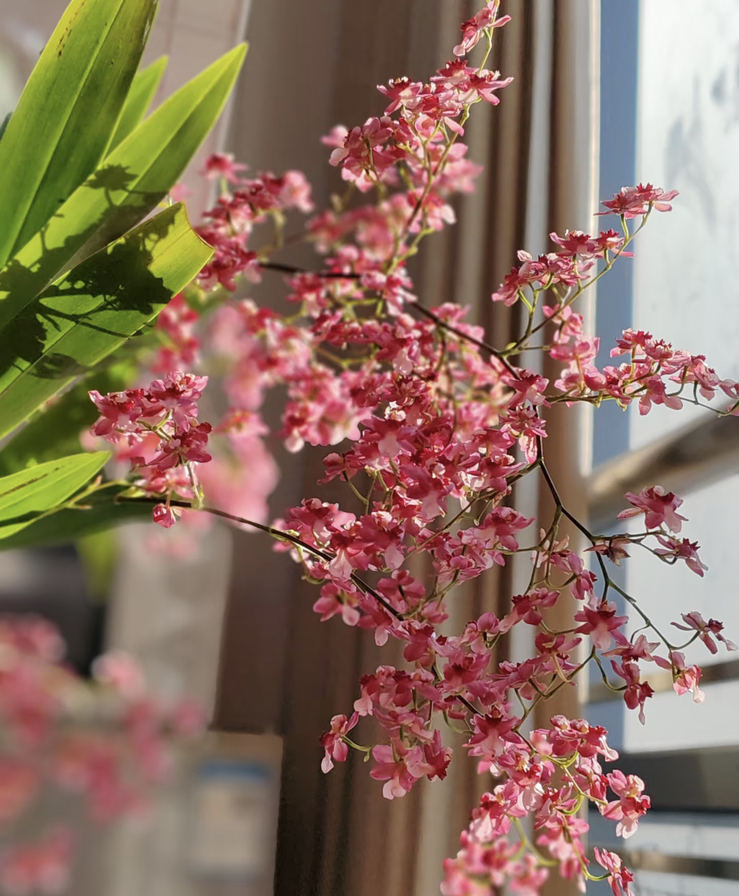 红色【满堂红】梦香兰好养 带香味室内盆栽