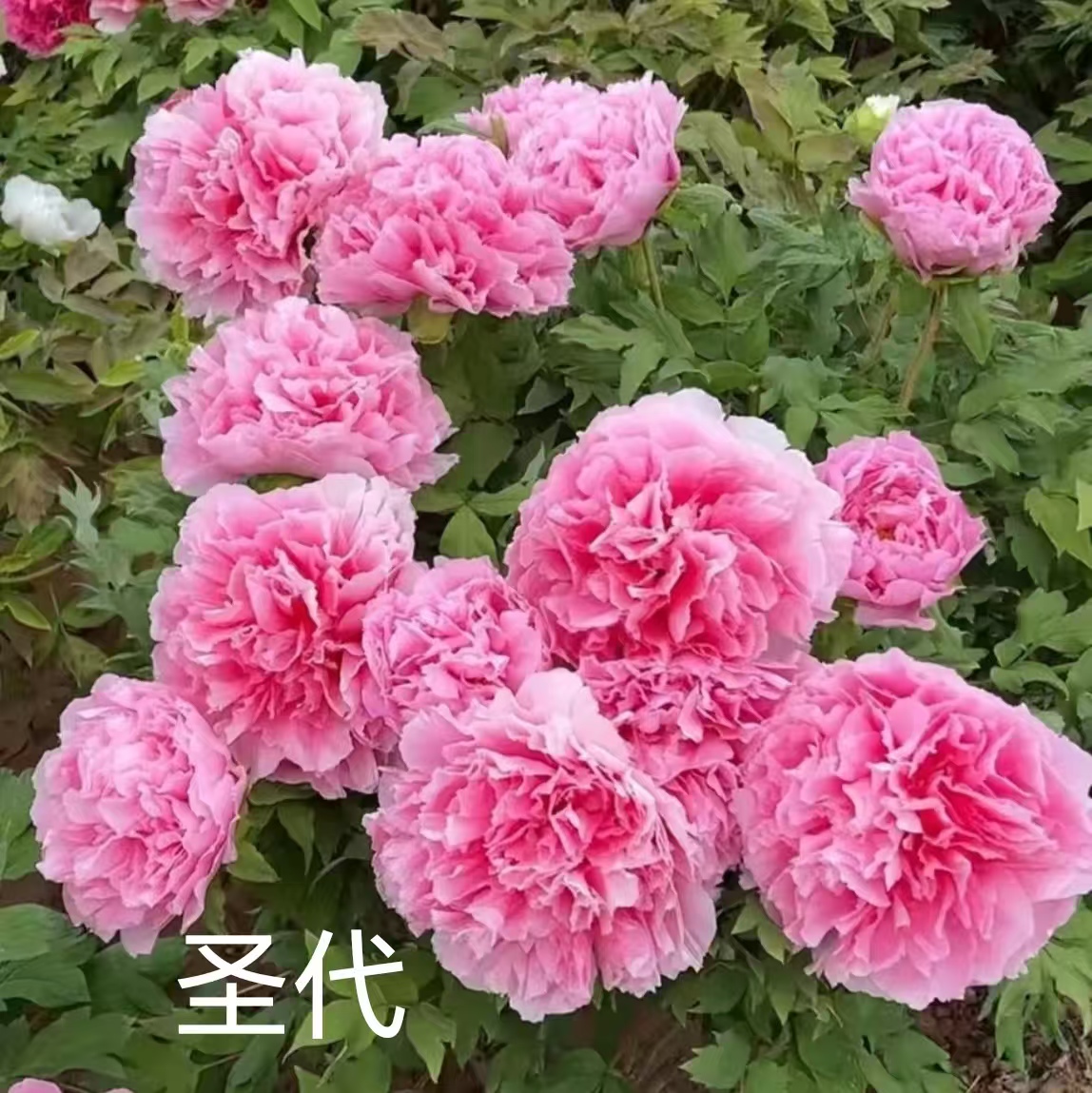 【牡丹进口名品嫁接苗】芳纪圣代新七皇嘉门杨贵妃镰田藤玉芙蓉