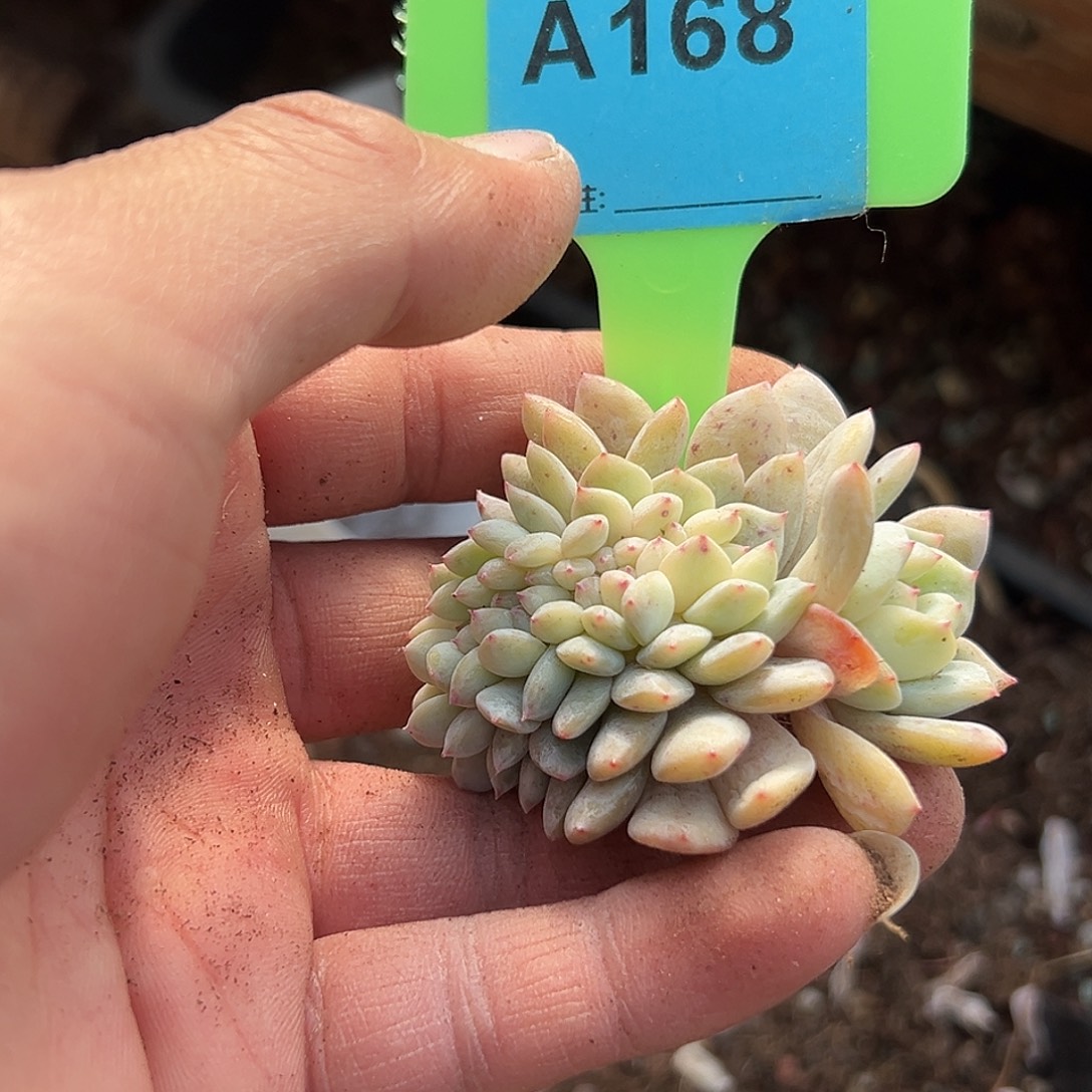 *****多肉植物一物一拍