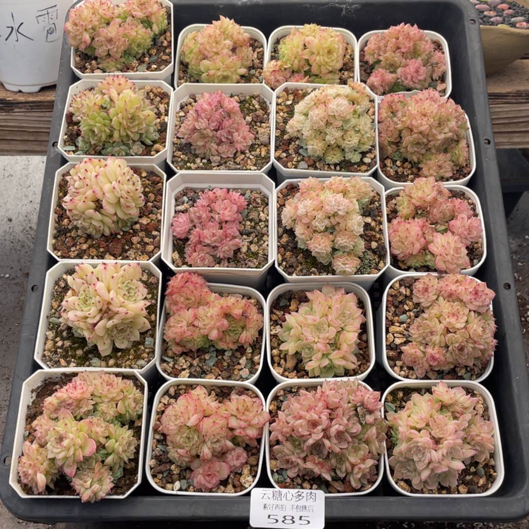 霂***4云糖心多肉植物585