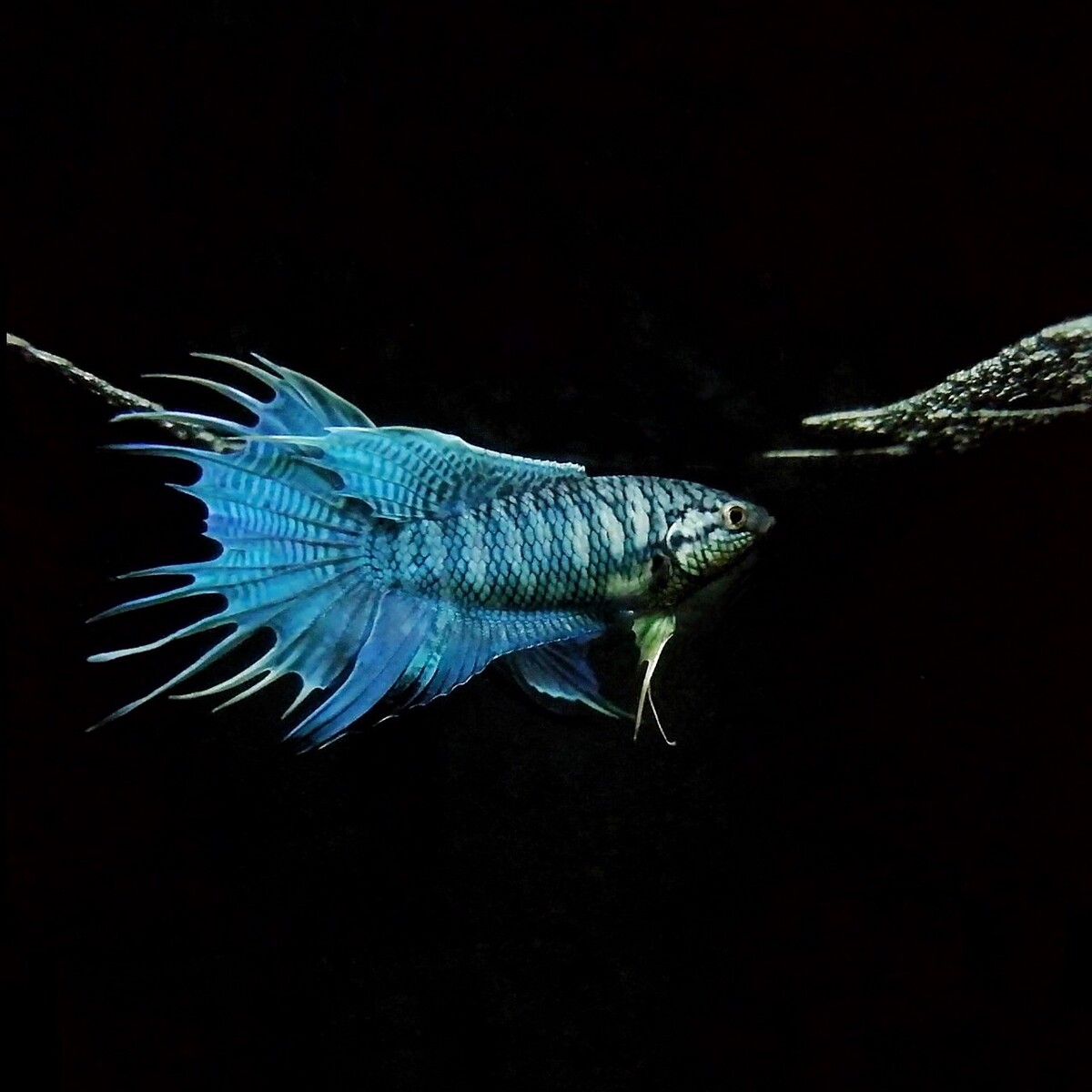 中国斗鱼蓝蛇帝王蓝淡水冷水观赏鱼耐活好养免打氧