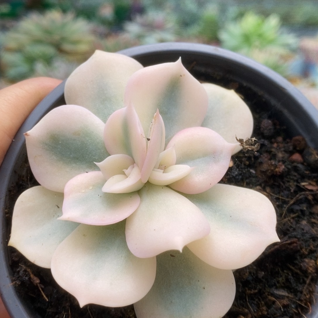 37双子座锦锦锦锦锦锦锦
