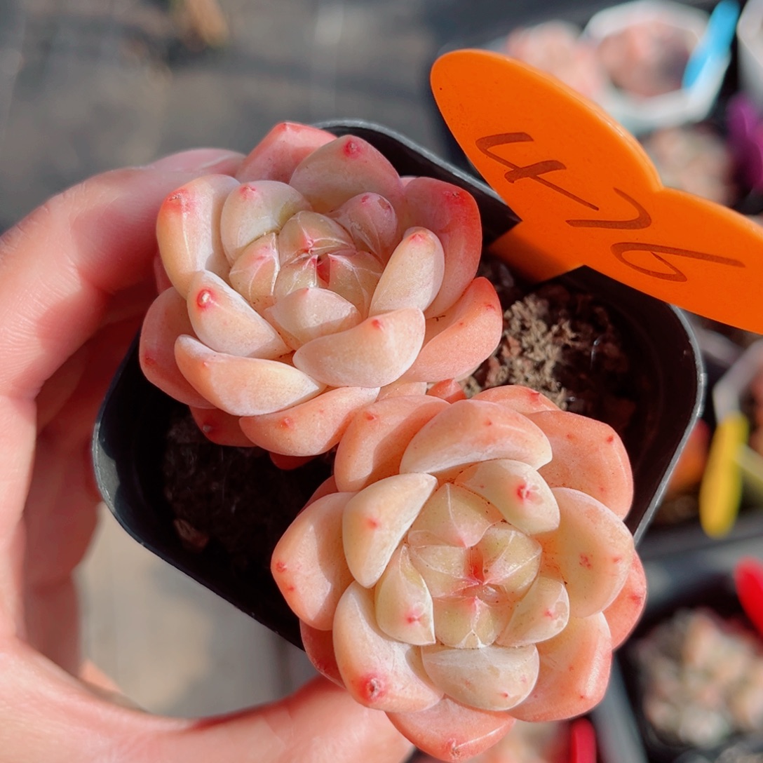 476号小老桩糖心双头