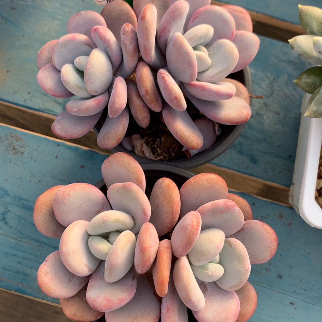 拉拉奶双头两个一物一拍