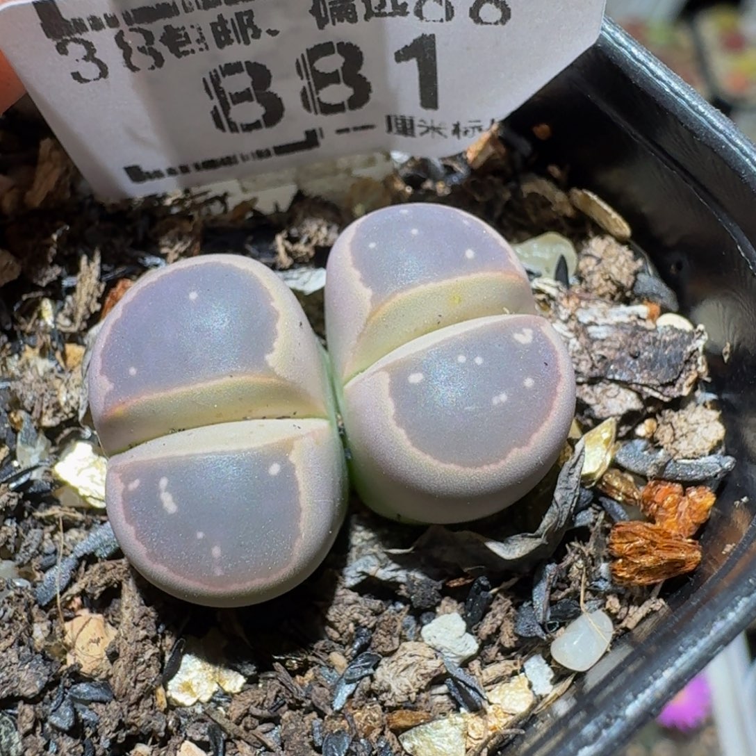 Ssss精品生石花881