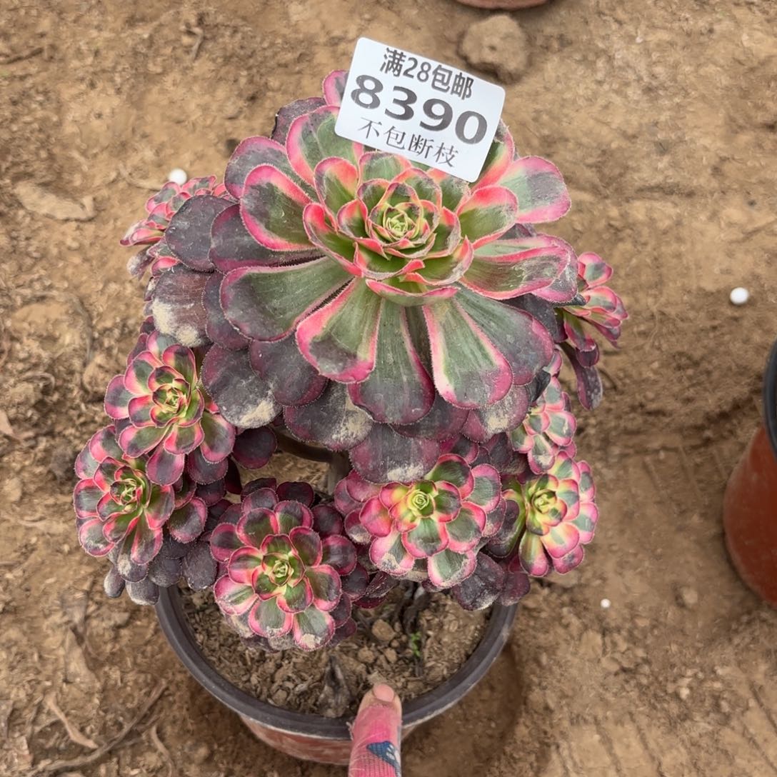 N. 8390丽娜多肉，cede