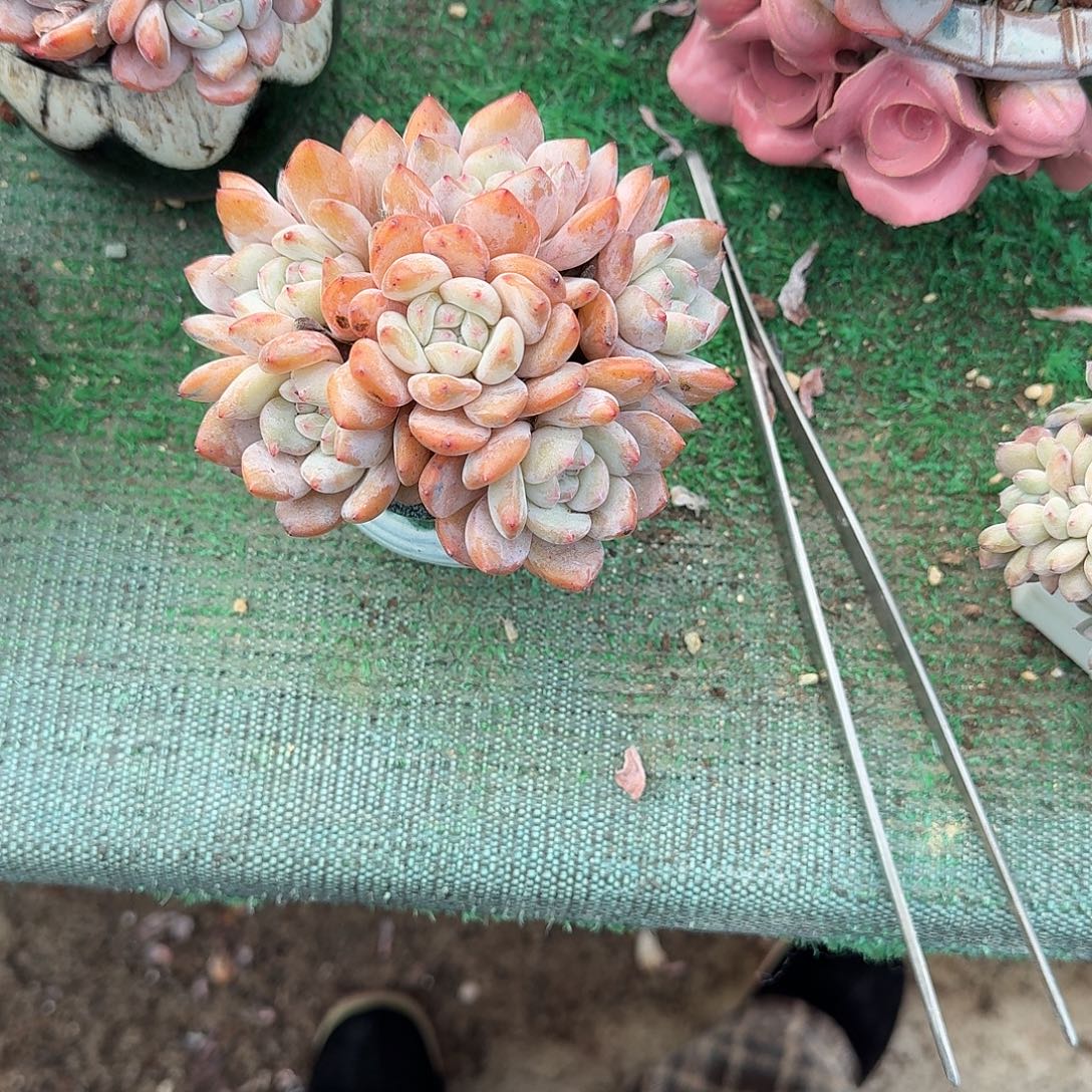 小脸星影7头手捧带陶盆